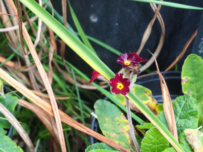 Primula Veris rot PA020062.JPG