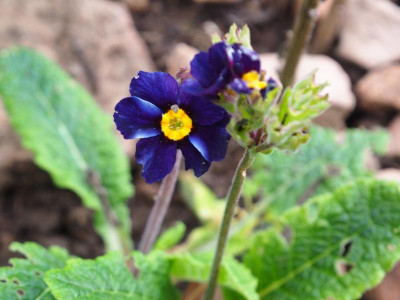 Primula Midnight PA020063.JPG
