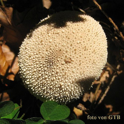 Lycoperdon_perlatum_78471.jpg