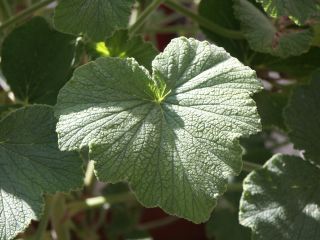 papilionaceum_07.jpg