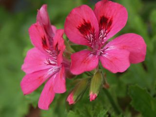 Brunswick_Herbst_0701.jpg