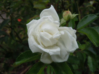 DSCN0258.JPG