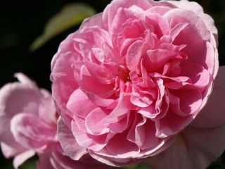 Gertrude_Jekyll_Herbst_2007-01.jpg