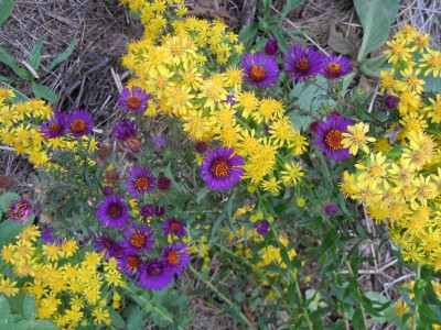 DSCN0271.JPG