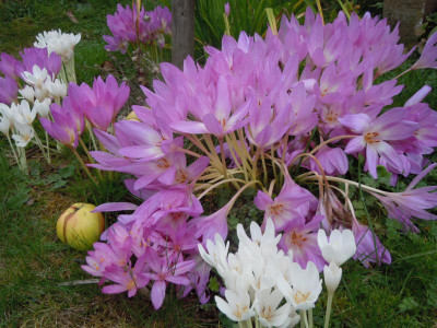 DSCN0259.JPG