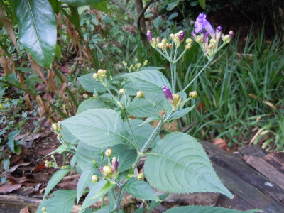 DSCN0287.JPG
