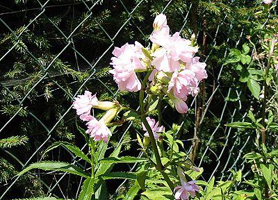 blume2.jpg