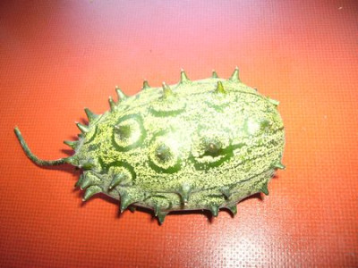grune_Kiwano.jpg