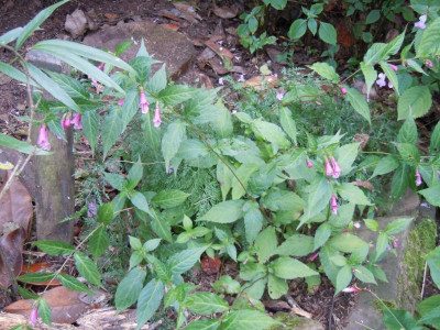 DSCN0290.JPG