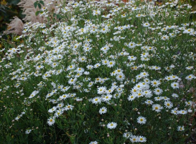 Boltonia-asteroides-Snowbank.jpg