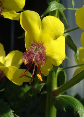 Verbascum arcturus18-2.jpg