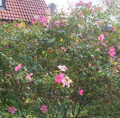 mutabilis_busch.JPG