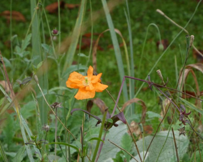 Papaver lateritium 201001 k.jpg
