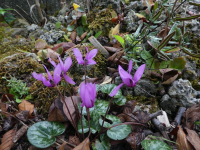 Cyclamen purpurascens 201001 k.jpg