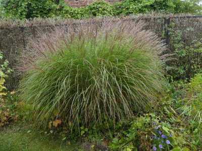 Welcher Miscanthus 202001 k.jpg