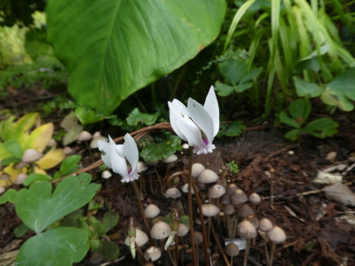 Cycl hederifolium mit Pilzen 201002 k.jpg