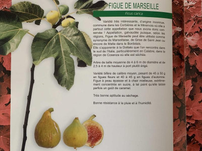 FdeMarseille_Baud.jpg