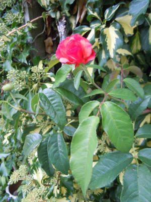 DSCN0313.JPG