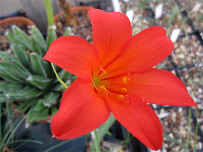 Cyrt.sang.glaucophyllus1.jpg