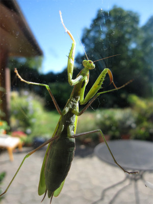 Mantis-03.10.2020.jpg