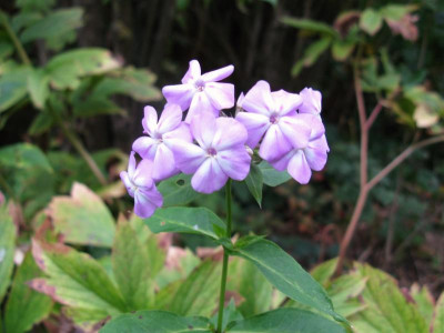 P amplifolia slg 2020.JPG