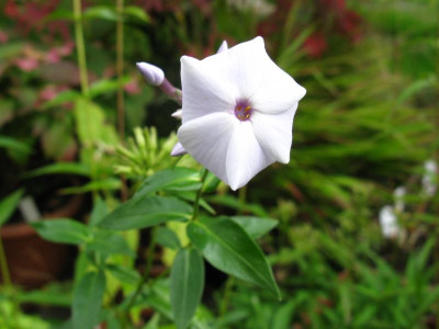 Smokey Pearl Pearl Nachblüte.JPG