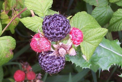 000_1229_schwarze_Himbeeren.jpg