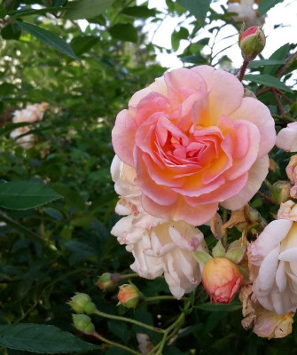 20201003_153052.jpg