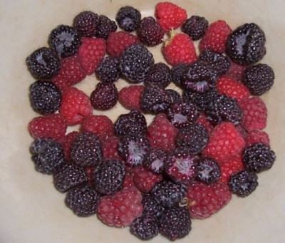 100_0308_Himbeeren.jpg