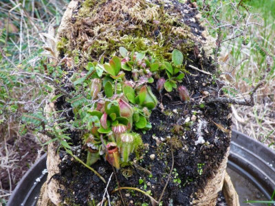 Cephalotus1.jpg