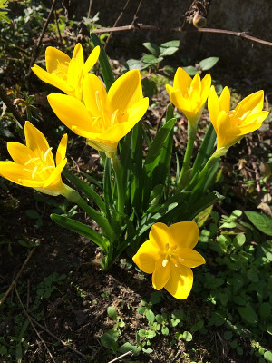 2020-10-03 Sternbergia.jpg