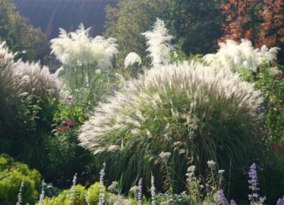 Graser_im_Staudens_Weihenstephan_cortaderia_Sunningdale_Silver.JPG