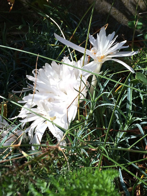 2020-10-03 Colchicum.jpg