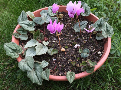 2020-10-03 Cyclamen 2018.jpg