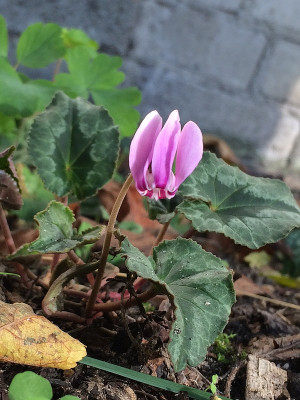 2020-10-03 Cyclamen.jpg