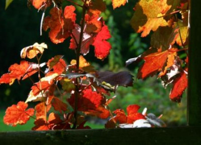 Vitis_vinifera_Purpurea_FH_Weihenst_StS.JPG