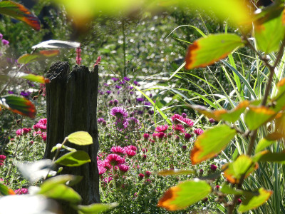 2020-10-03 Gartenimpressionen 1.jpg
