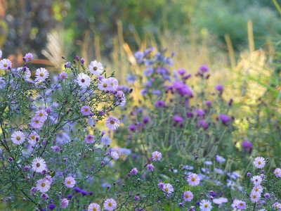 2020-10-03 Gartenimpressionen 3.jpg