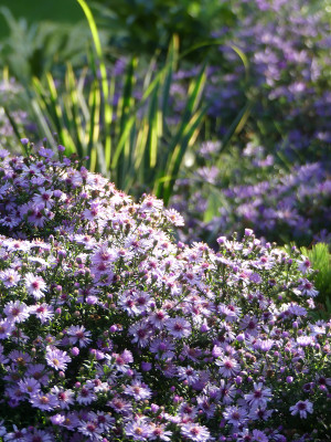 2020-10-03 Gartenimpressionen 6.jpg
