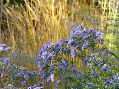 2020-10-03 Gartenimpressionen 8.jpg
