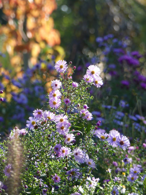 2020-10-03 Gartenimpressionen 11.jpg