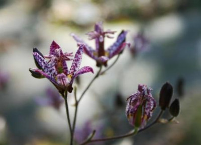 Tricyrtis_hirta_FH_W_Staudens.JPG