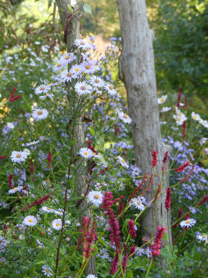 2020-10-03 Gartenimpressionen 14.jpg