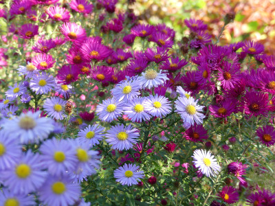 2020-10-03 Gartenimpressionen 15.jpg