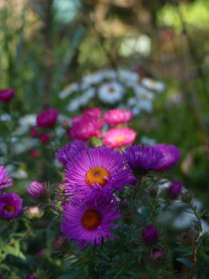 2020-10-03 Gartenimpressionen 16.jpg