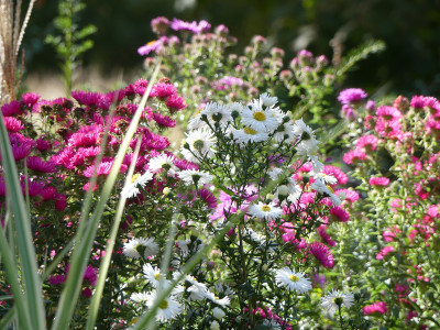 2020-10-03 Gartenimpressionen 17.jpg