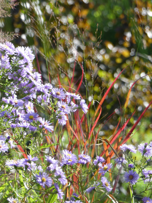 2020-10-03 Gartenimpressionen 18.jpg