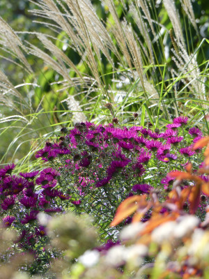 2020-10-03 Gartenimpressionen 20.jpg