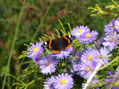 2020-10-03 Gartenimpressionen 21.jpg