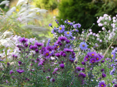 2020-10-03 Gartenimpressionen 25.jpg